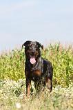 BEAUCERON 242